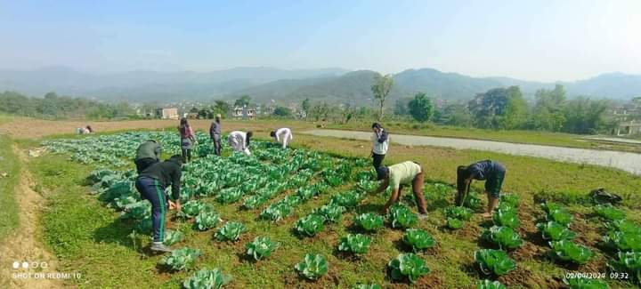 म्याग्देकाे जनगणपति विद्यालयका विद्यार्थी पढाइ सँगै तरकारी खेतीतर्फ: