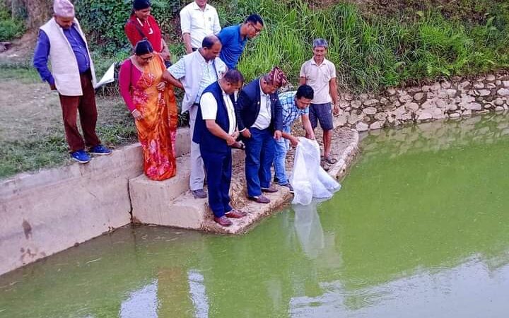 म्याग्देका किसानलाई ५४ हजार माछाका भुरा वितरण