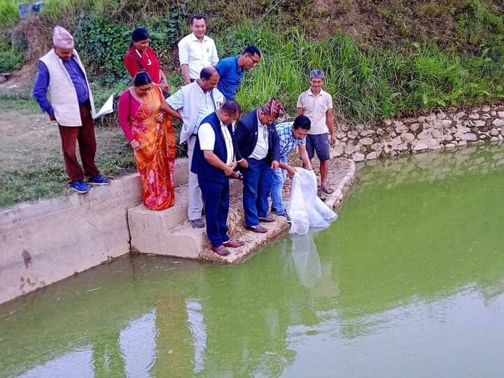 म्याग्देका किसानलाई ५४ हजार माछाका भुरा वितरण