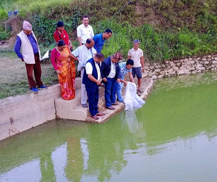 म्याग्देका किसानलाई ५४ हजार माछाका भुरा वितरण