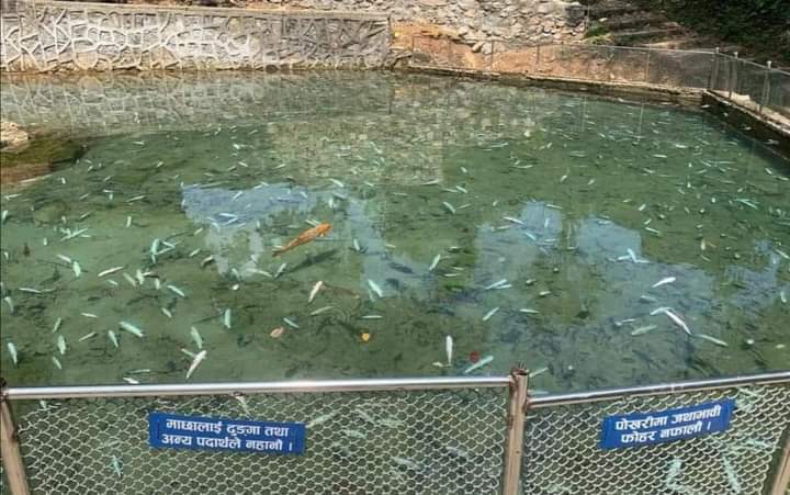 माछा मर्ने क्रम नरोकिए पछि आँधीमूल मन्दिरमा क्षमा पूजा