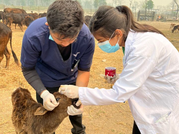 गाैसंरक्षण केेन्द्रमा जनगणपती माविको पशु स्वास्थ्य शिविर
