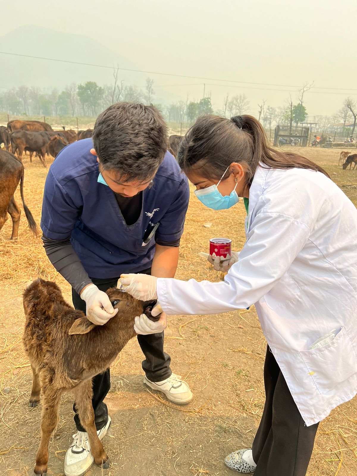 गाैसंरक्षण केेन्द्रमा जनगणपती माविको पशु स्वास्थ्य शिविर