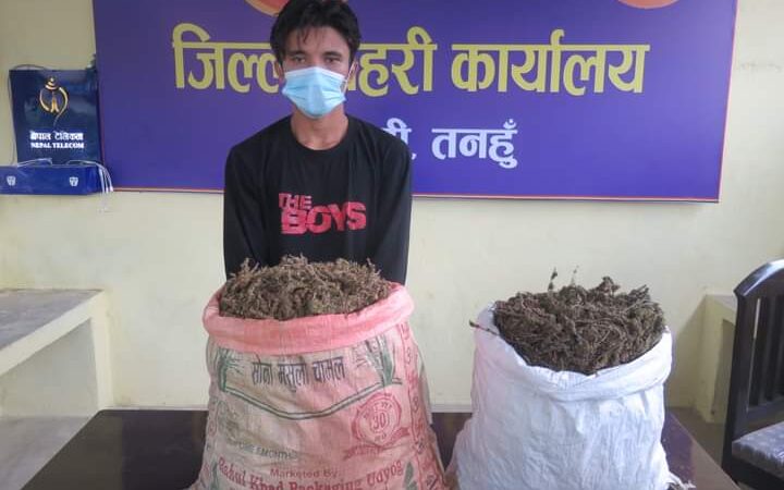 दुलेगौंडाका बिनायक गाँजा सहित पक्राउ