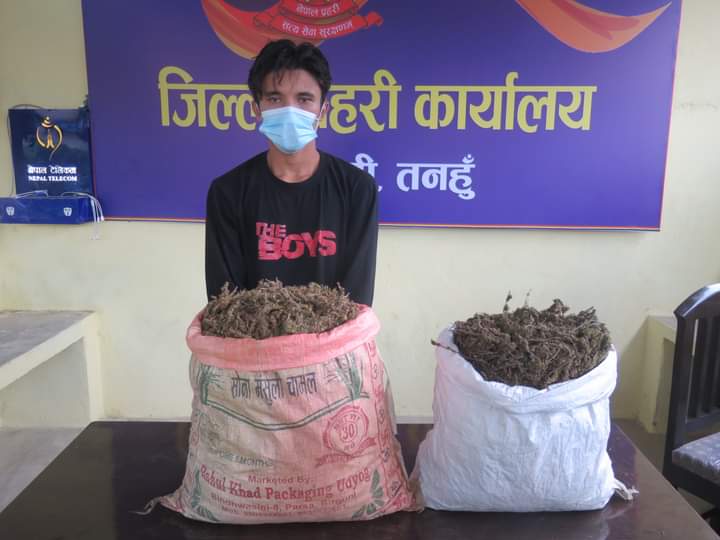 दुलेगौंडाका बिनायक गाँजा सहित पक्राउ