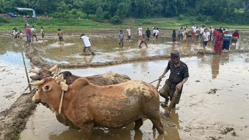 बन्दिपुरकाे बाँझो १८ राेपनी खेतमा नेकपाले राेपाई गर्ने