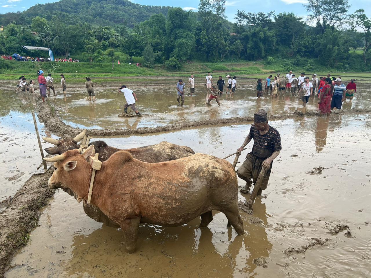 बन्दिपुरकाे बाँझो १८ राेपनी खेतमा नेकपाले राेपाई गर्ने