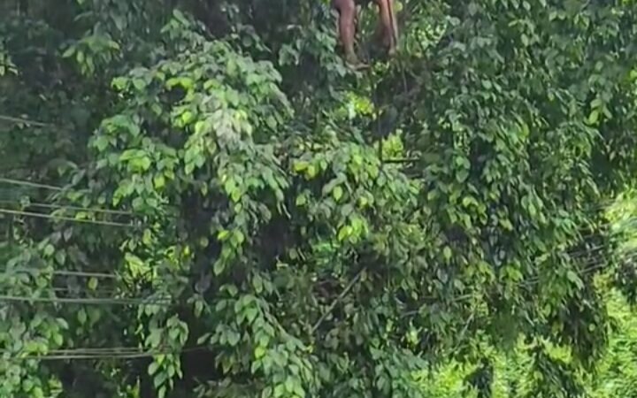 जग्गीया बनाउने समी लिन रूखमा चढ्दा करेन्ट लागेका कार्की खतरामुक्त
