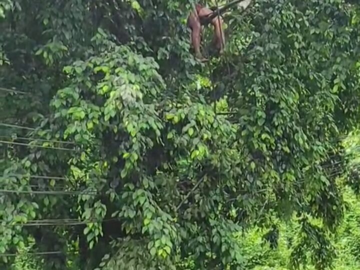 जग्गीया बनाउने समी लिन रूखमा चढ्दा करेन्ट लागेका कार्की खतरामुक्त