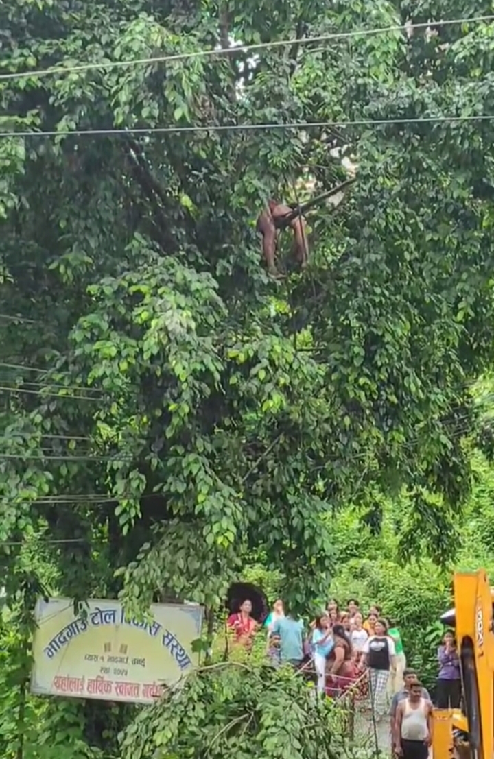 जग्गीया बनाउने समी लिन रूखमा चढ्दा करेन्ट लागेका कार्की खतरामुक्त