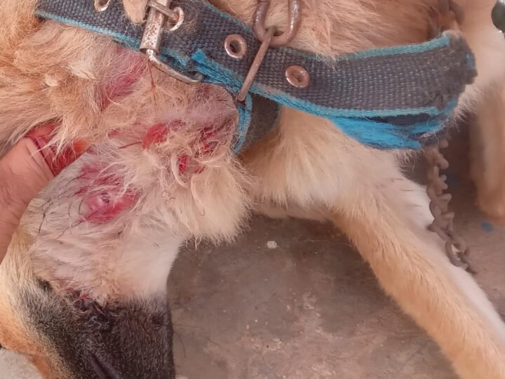 व्यास १ माइली डाँडामा बाघको आतङ्क