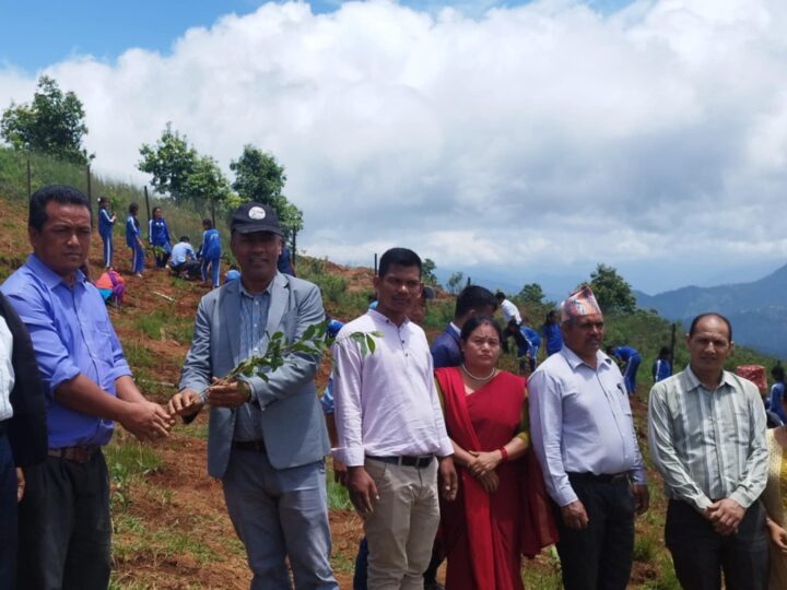चिया बगान बनाउने याेजना सहित ऋषिङकाे दुबुङमा हजारौं चियाका बिरुवा लगाइयो