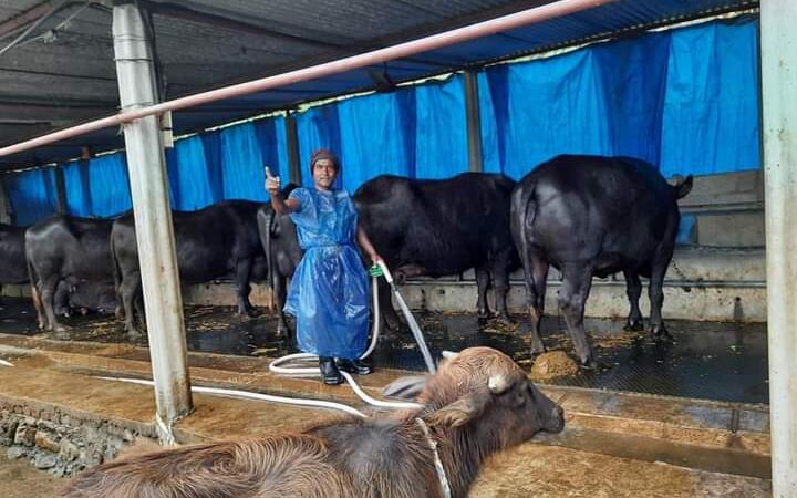 तनहुँमा पाडी , बाछी हुर्काउन भेटेरेनरी अस्पतालकाे अनुदान