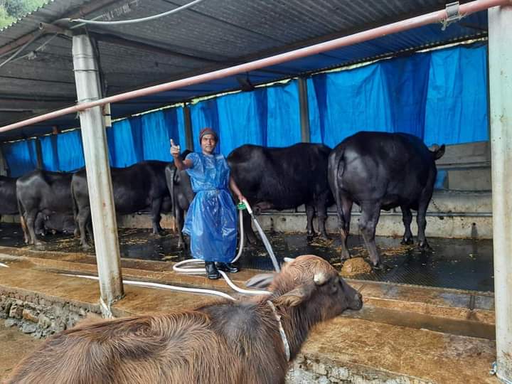 तनहुँमा पाडी , बाछी हुर्काउन भेटेरेनरी अस्पतालकाे अनुदान