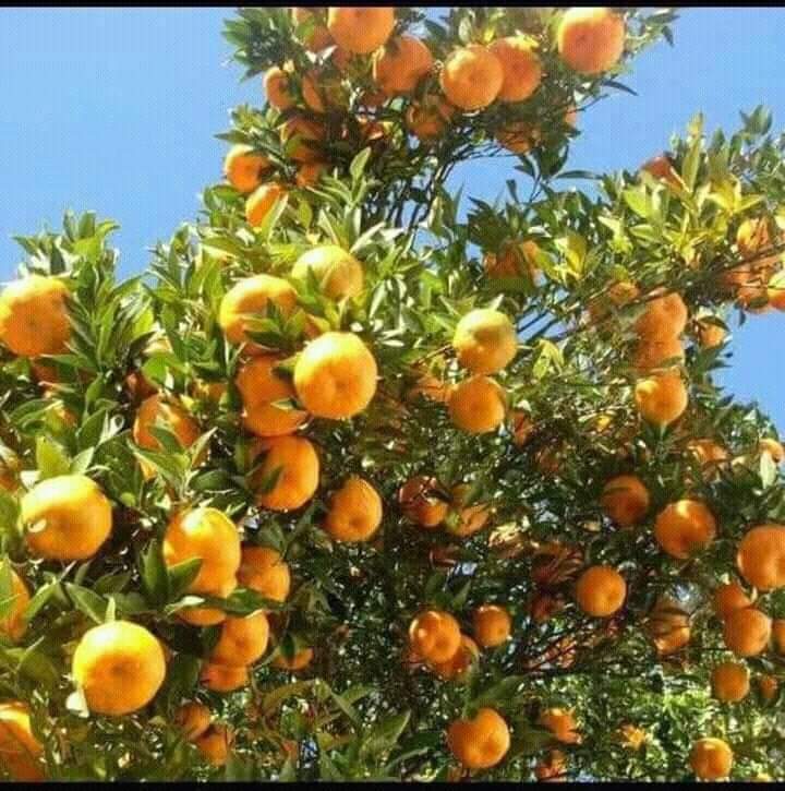 तनहुँमा गतबर्ष चालिस करोड बढीको सुन्तला बिक्री