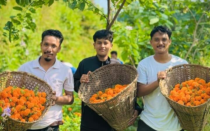 म्याग्देका युवाहरू सयपत्री फुल खेती तर्फ आकर्षित