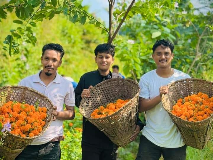 म्याग्देका युवाहरू सयपत्री फुल खेती तर्फ आकर्षित