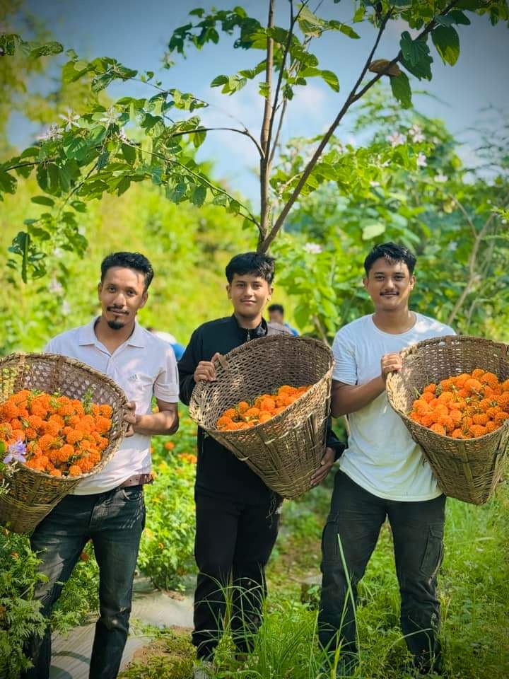 म्याग्देका युवाहरू सयपत्री फुल खेती तर्फ आकर्षित