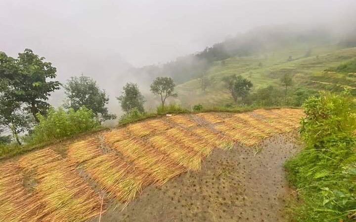 तनहुँमा परेको मुसलधारे पानीले पाकेको धान डुवानमा