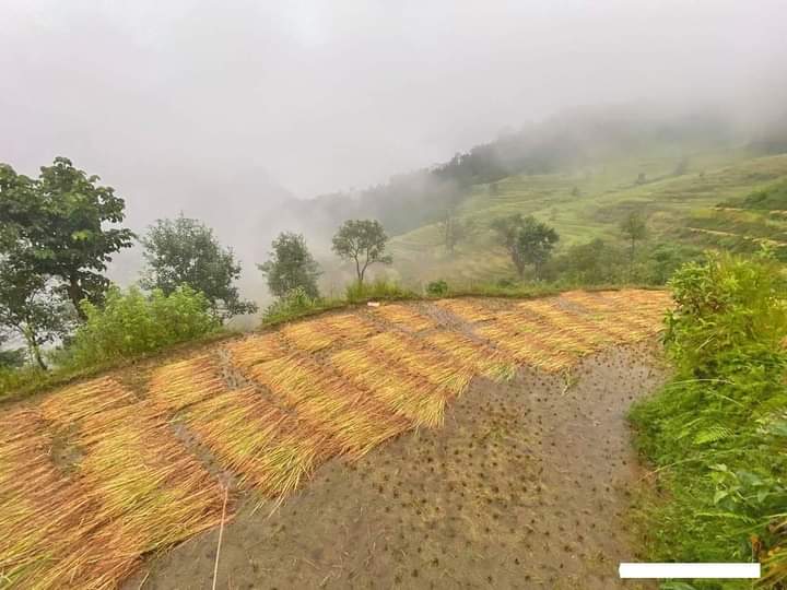 तनहुँमा परेको मुसलधारे पानीले पाकेको धान डुवानमा
