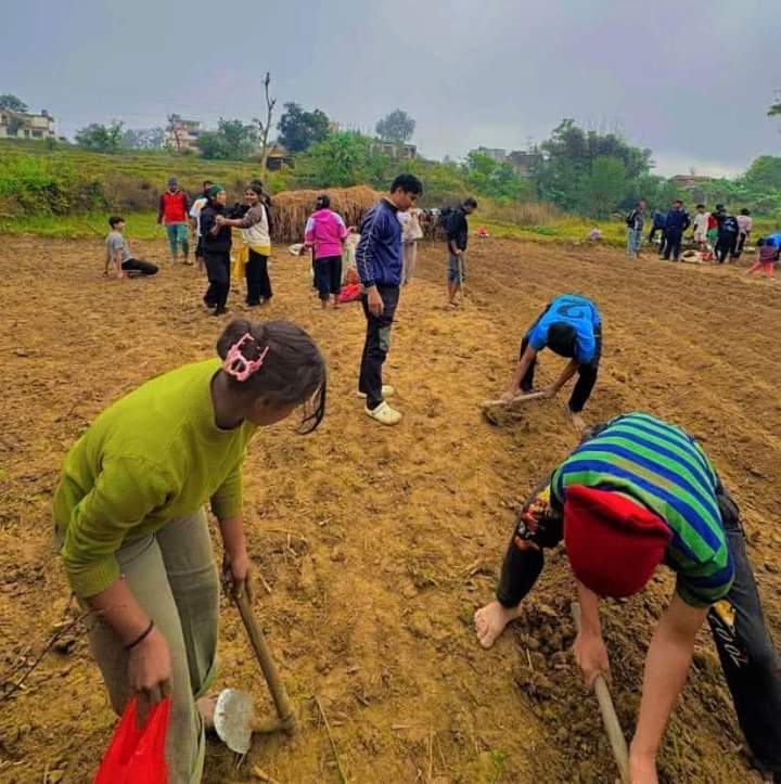 कर्मदा मावि भानुका विद्यार्थीहरू आलु खेतीतर्फ आकर्षित !