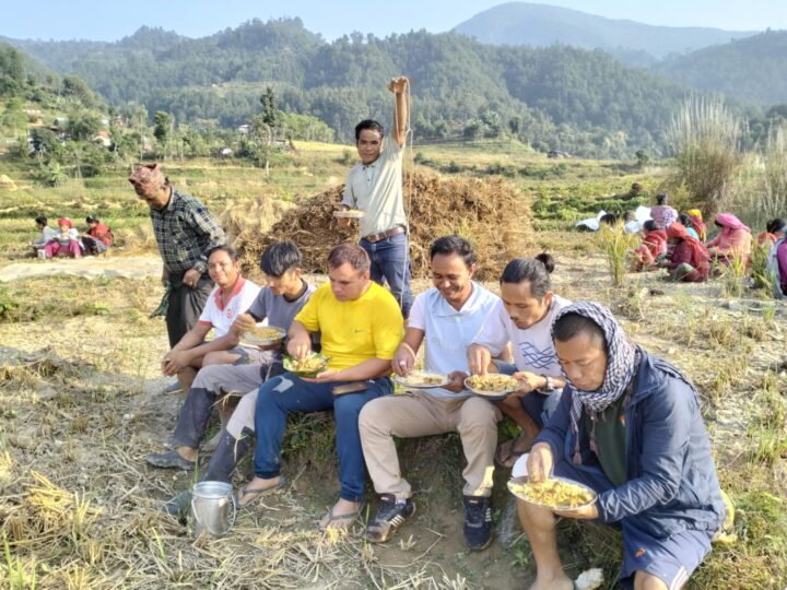 नेकपाले तनहुँमा बाँझो रहेको जग्गालाई खेत बनाइ लगाएको धान सय मुरी फल्याे