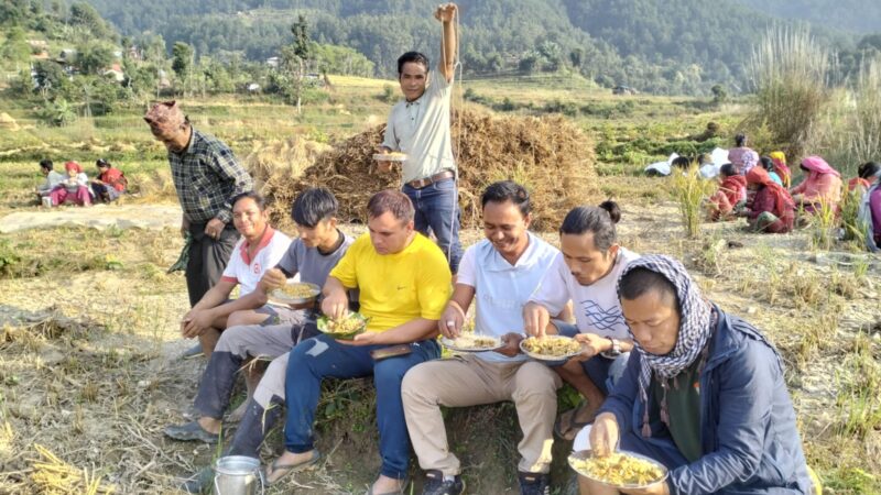 नेकपाले तनहुँमा बाँझो रहेको जग्गालाई खेत बनाइ लगाएको धान सय मुरी फल्याे