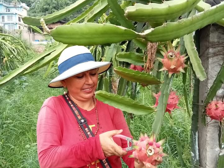 शिक्षण पेशा छोडेर ड्रागन खेती गरेकी गौलीकाे वार्षिक आम्दानी २० लाख !