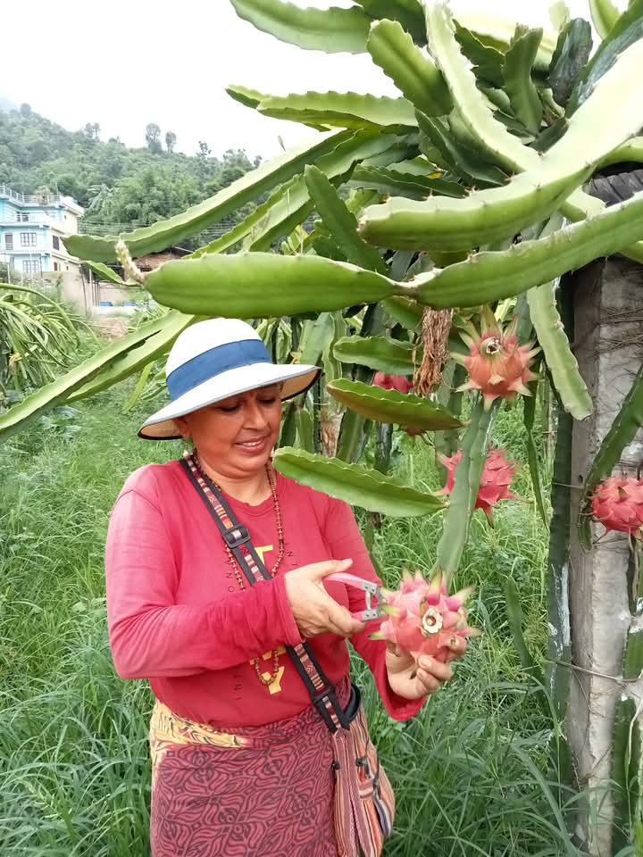 शिक्षण पेशा छोडेर ड्रागन खेती गरेकी गौलीकाे वार्षिक आम्दानी २० लाख !