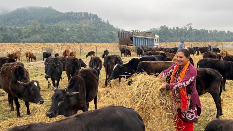 जन्मदिनको अवसरमा गाैलिले गरिन् गाैसंरक्षण केन्द्रलाई १ ट्रक पराल सहयोग