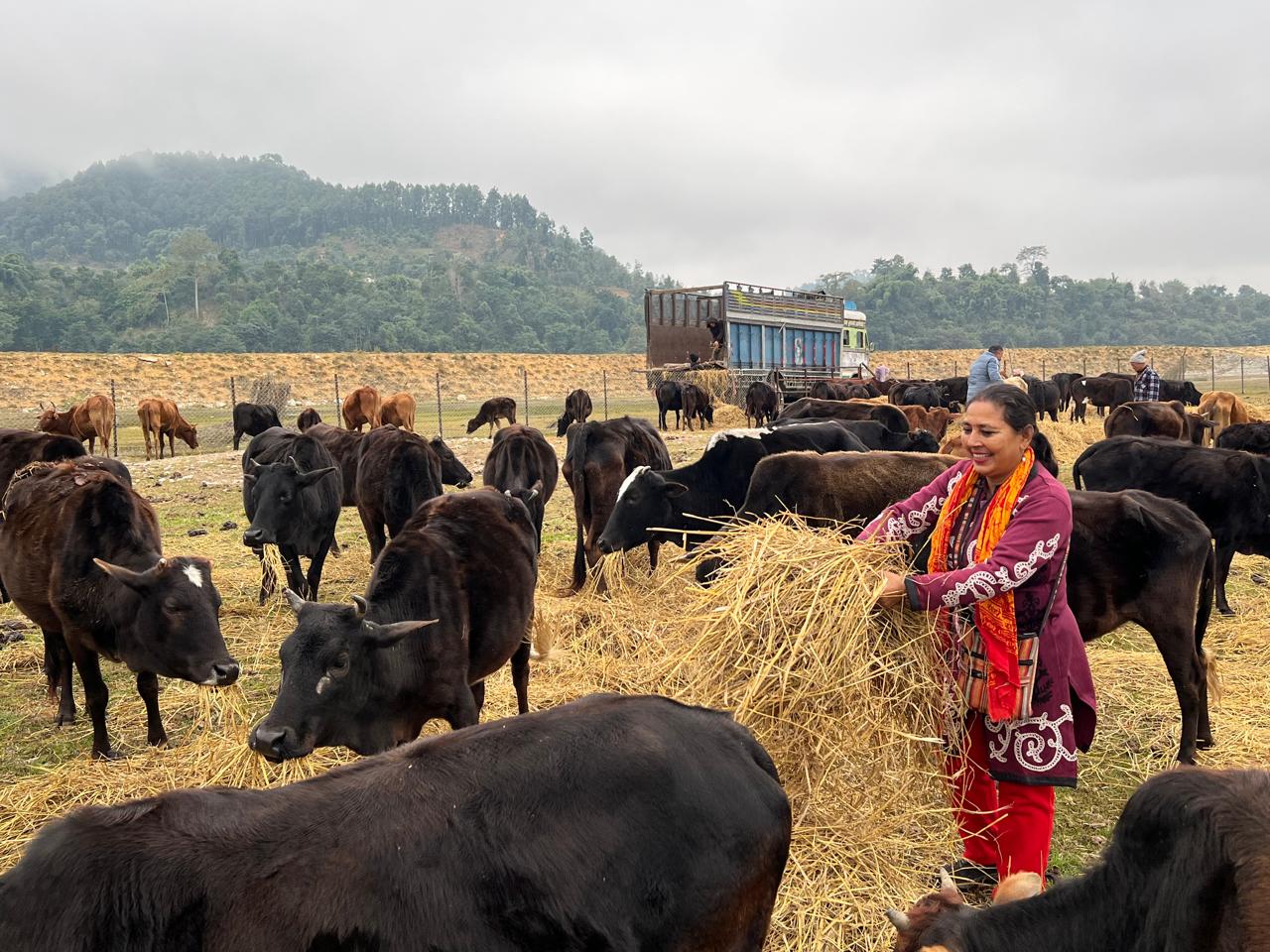 जन्मदिनको अवसरमा गाैलिले गरिन् गाैसंरक्षण केन्द्रलाई १ ट्रक पराल सहयोग