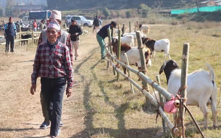 भानुमा भएको बाेका प्रदर्शनीमा पाेखरेल र गुरूङकाे बाेका प्रथम