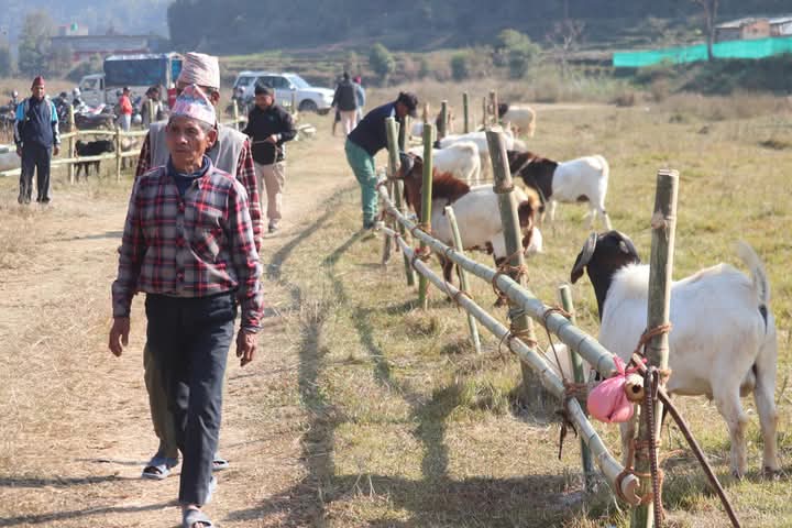 भानुमा भएको बाेका प्रदर्शनीमा पाेखरेल र गुरूङकाे बाेका प्रथम