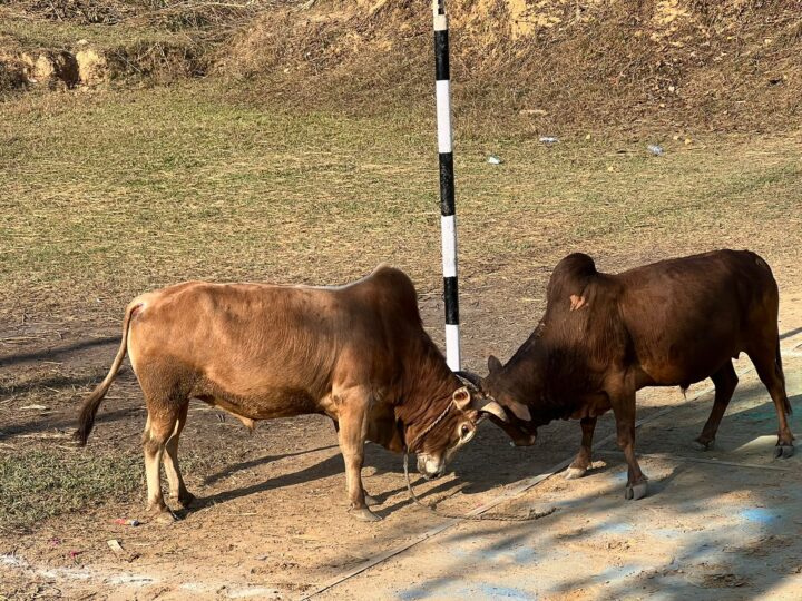 बन्दीपुरकाे कुकुर्दीमा भएको गोरु जुधाइ प्रतियोगितामा नवीन गुरुङको गोरु प्रथम 
