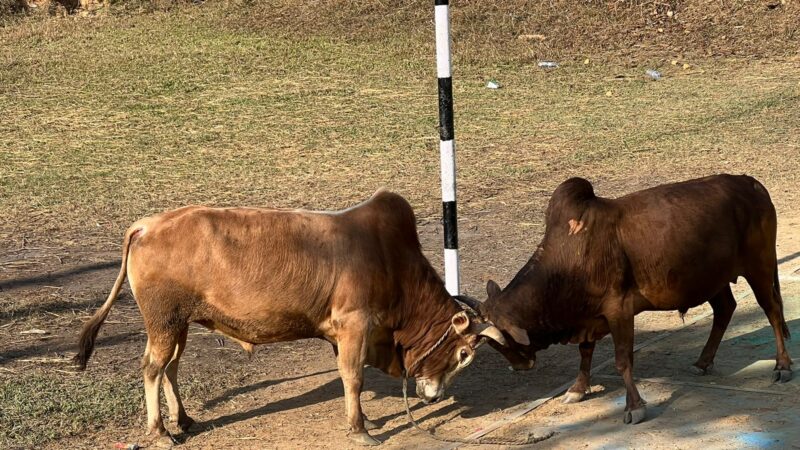 बन्दीपुरकाे कुकुर्दीमा भएको गोरु जुधाइ प्रतियोगितामा नवीन गुरुङको गोरु प्रथम 