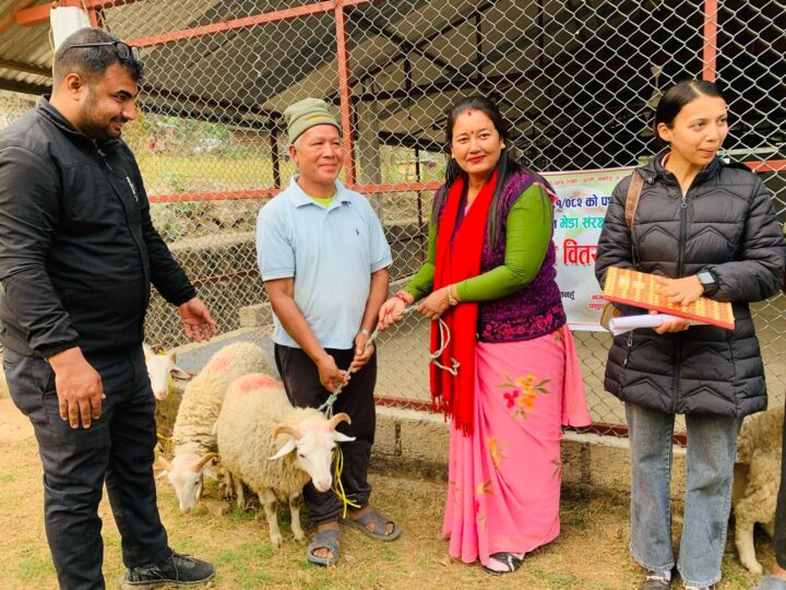 भानुमा भेडाको ५ वटा थुमा निशुल्क बितरण