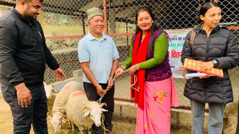 भानुमा भेडाको ५ वटा थुमा निशुल्क बितरण