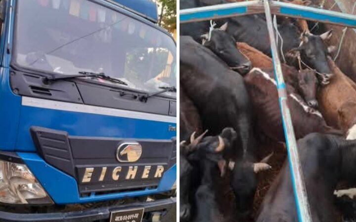 अवैध रुपमा ल्याईएको गाई, गोरुहरु प्रहरीकाे नियन्त्रणमा