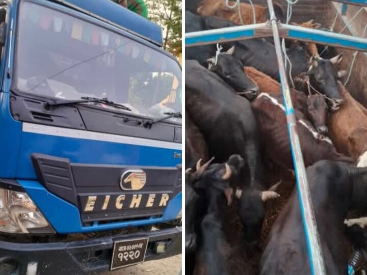 अवैध रुपमा ल्याईएको गाई, गोरुहरु प्रहरीकाे नियन्त्रणमा