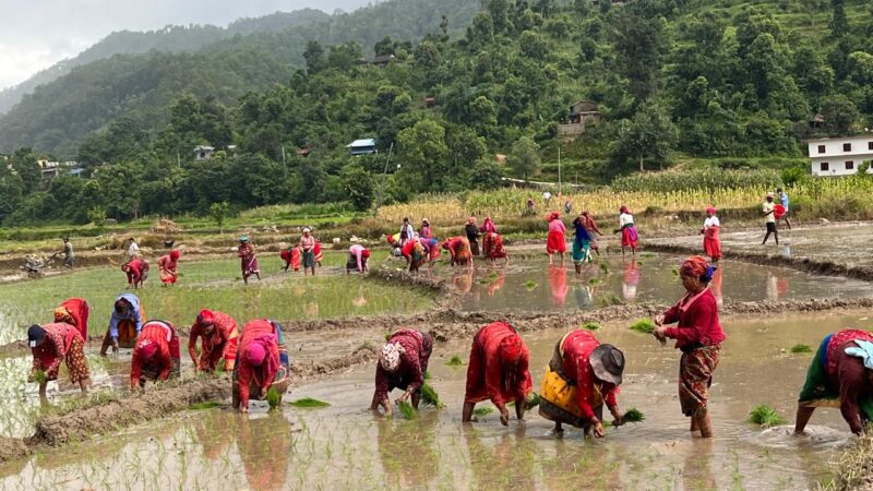 तनहुँमा प्रशस्त पानी नपर्दा हालसम्म ८८ प्रतिशत मात्रै राेपाइँ