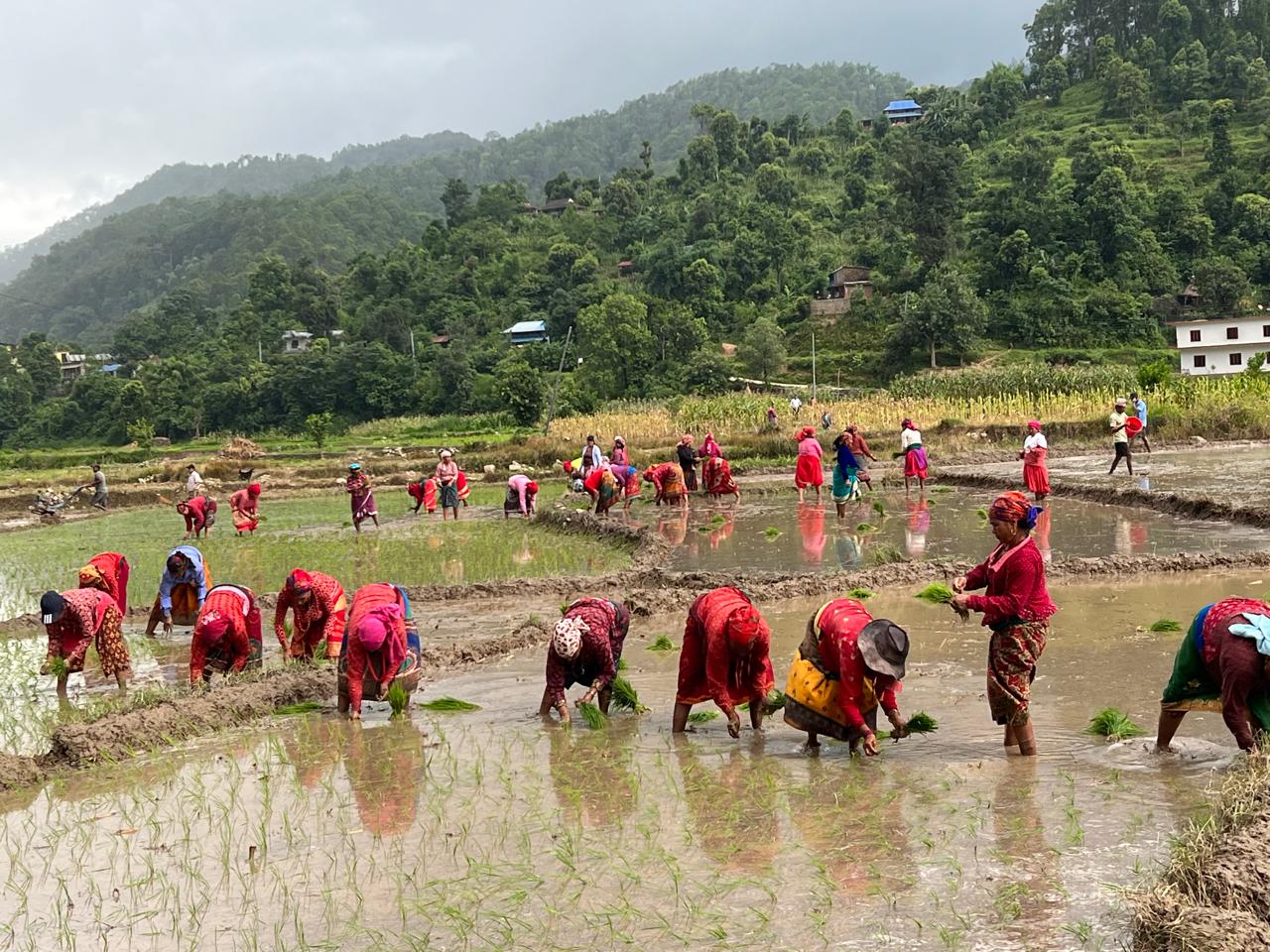 तनहुँमा प्रशस्त पानी नपर्दा हालसम्म ८८ प्रतिशत मात्रै राेपाइँ