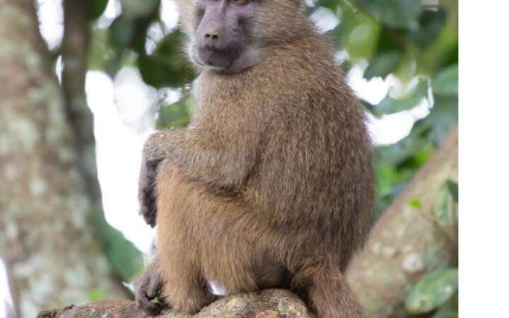 बाँदरले मान्छे मार्याे