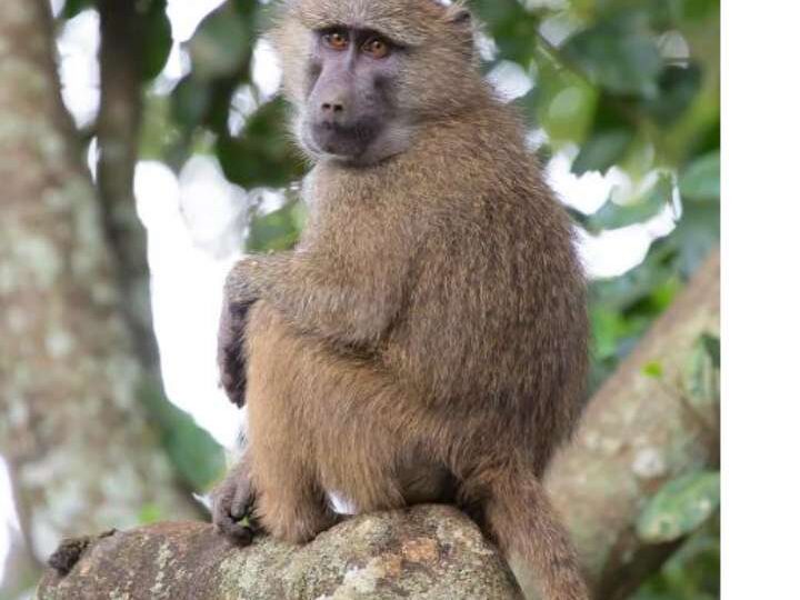 बाँदरले मान्छे मार्याे