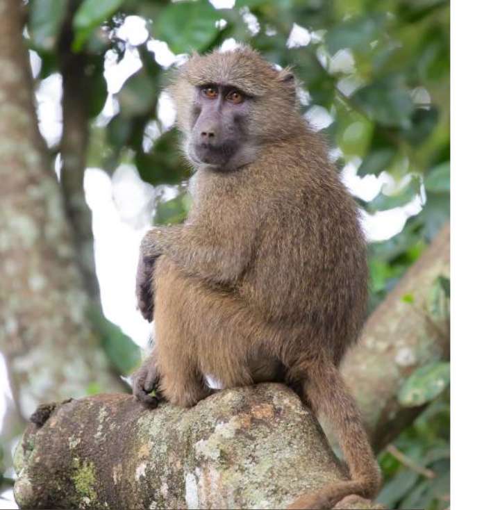 बाँदरले मान्छे मार्याे