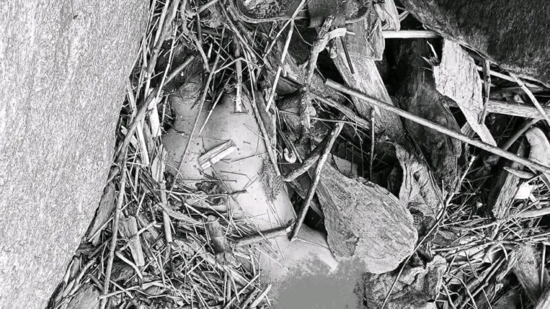 भानुकी १७ वर्षीया रमाकुमारी कुमाल मृत फेला