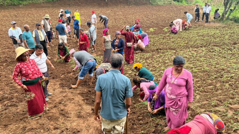 म्याग्दे ७ काे माझीलाङ लाई काेदाेकाे पकेट क्षेत्र बनाइने