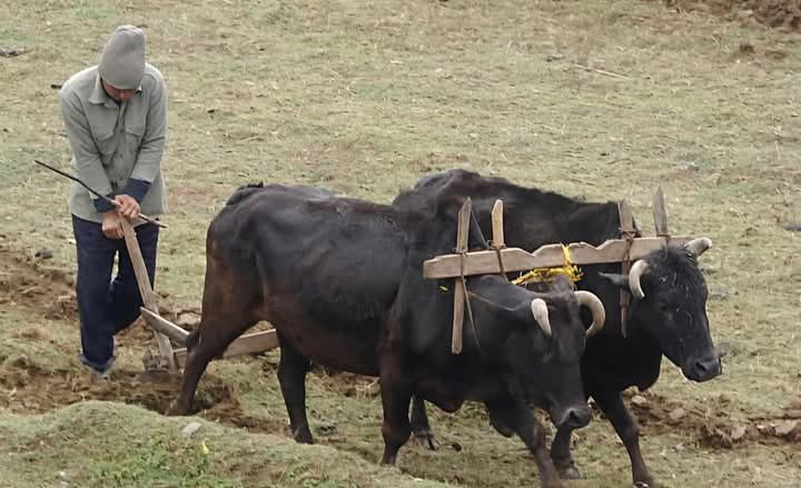 म्याग्देले माग्याे हल गाेरू पाेषण अनुदानको लागि कृषककाे आवेदन