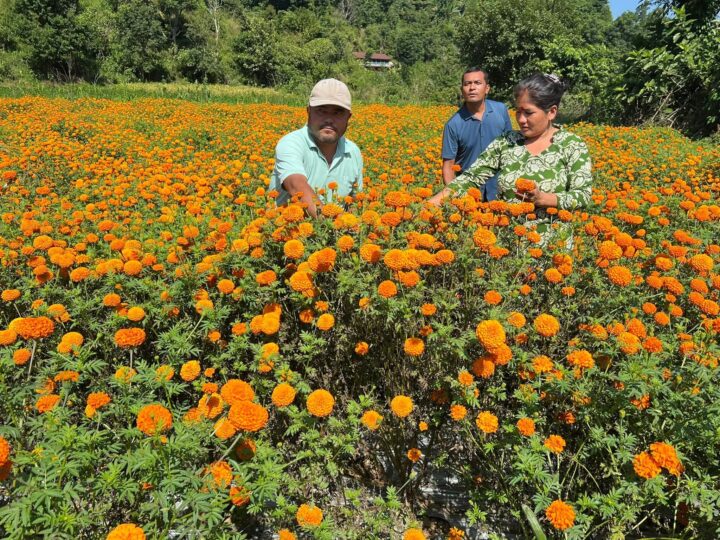 म्याग्दे ४ का महिलाहरू सामुहिक सयपत्री फुलखेती तर्फ आकर्षित