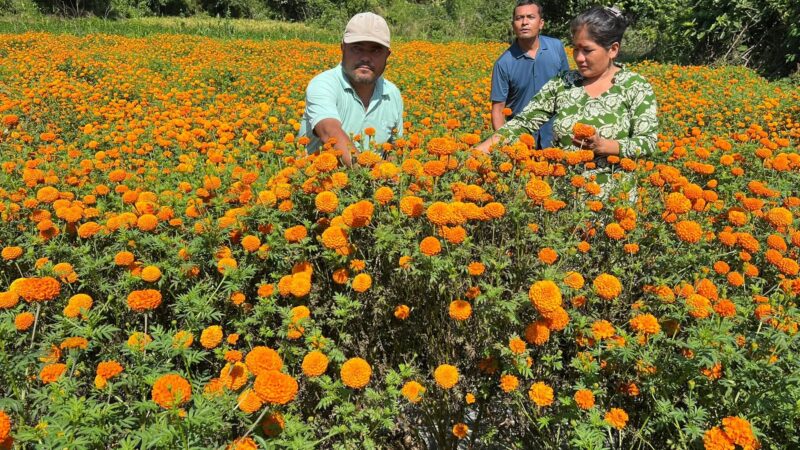 म्याग्दे ४ का महिलाहरू सामुहिक सयपत्री फुलखेती तर्फ आकर्षित