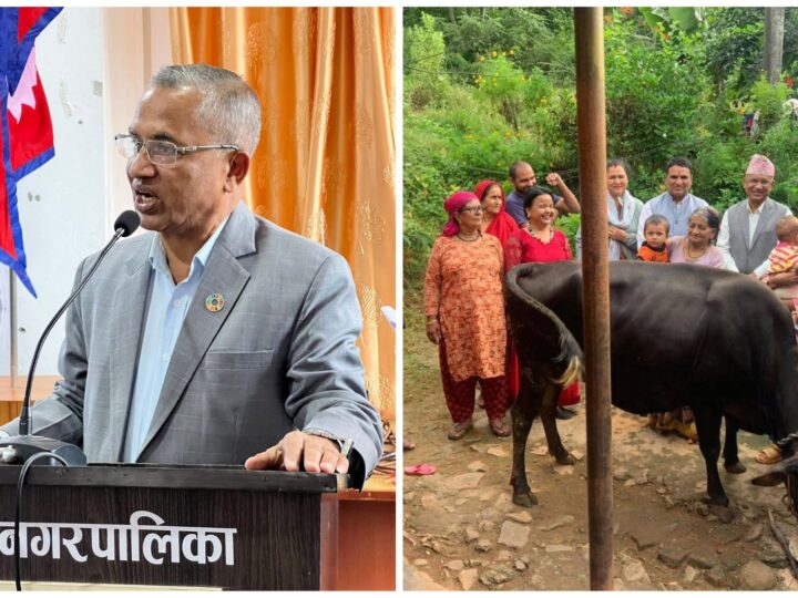 व्यासका मेयर न्याैपानेले दिए जमुनाकाे परिवारलाई दुहुनो जर्सी गाई !